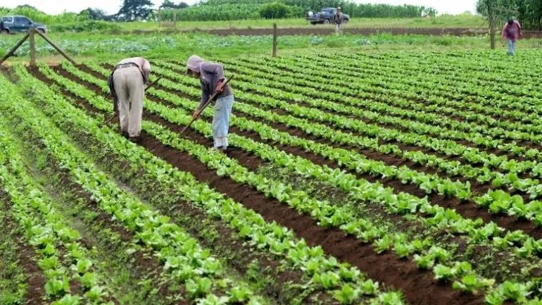 Governo canaliza 70 milhões USD para desenvolvimento rural