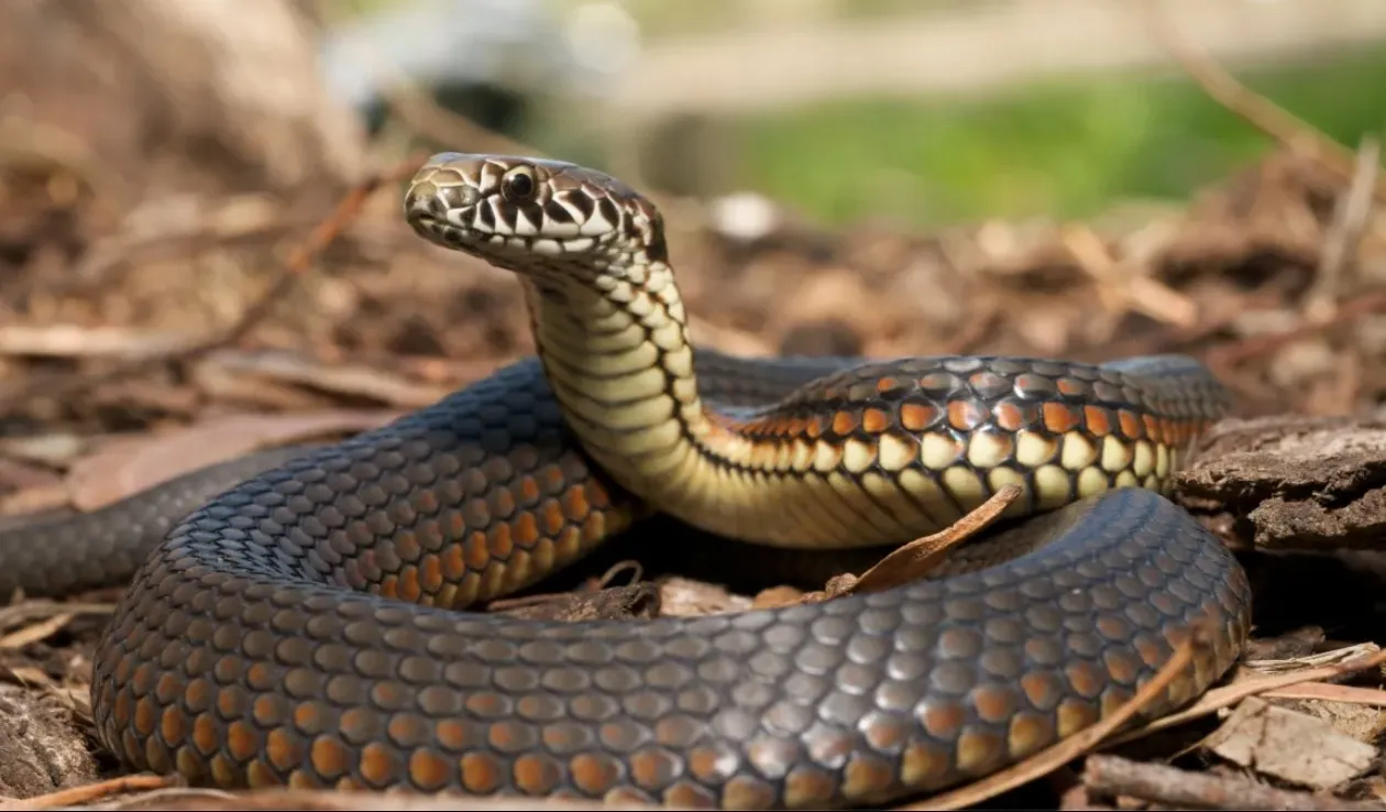 Cobras atacam camponeses e fazem cinco mortos no Cuanza-Norte