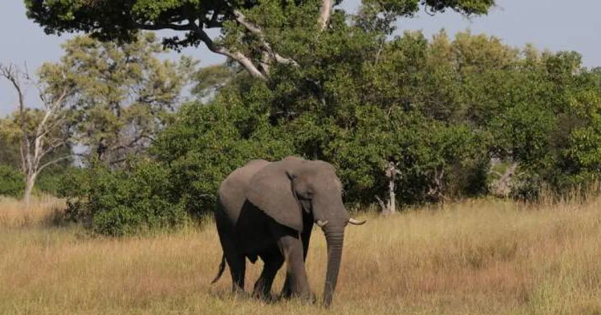 População do Cuanza Norte teme a fome após manada de elefante destruir campos agrícolas