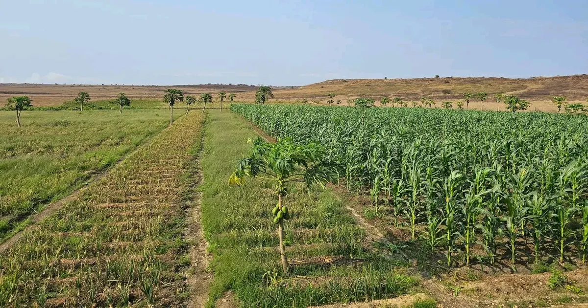Famílias rurais continuam a sustentar agricultura em Angola, aponta INE