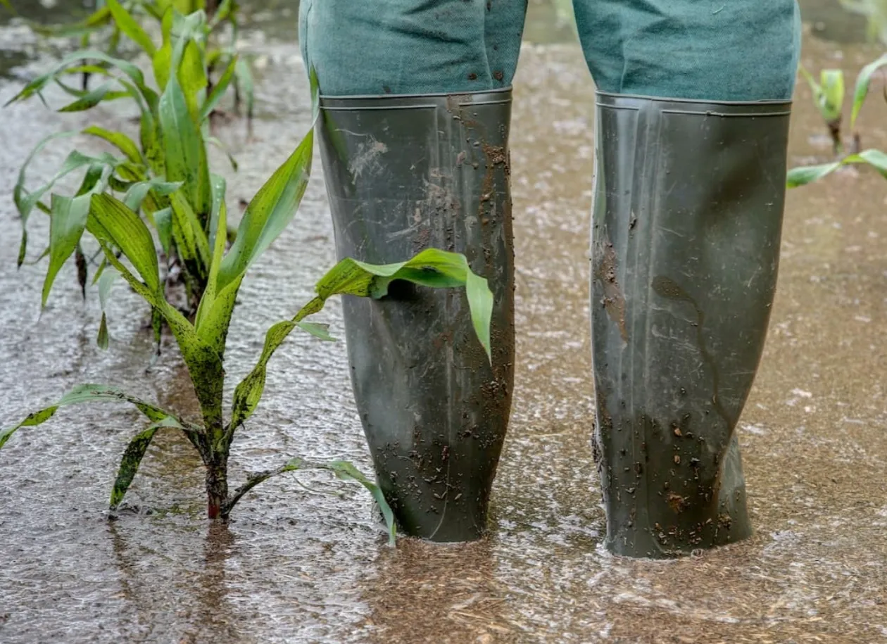 Agricultura devastada no Caimbambo: autoridades alertam para cenário crítico