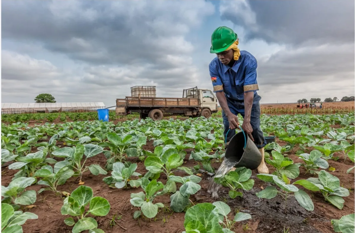“Segurança alimentar passa pelo aumento da produção nacional”, diz secretário de Estado