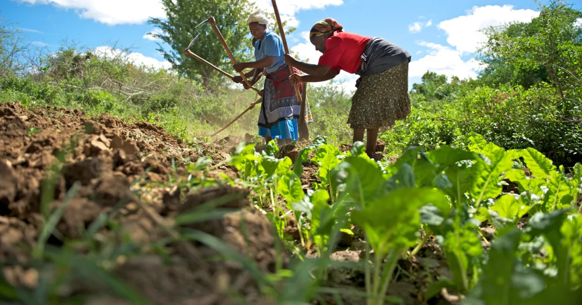 Soberania alimentar em risco: analista apela a políticas agrícolas sérias e inclusivas
