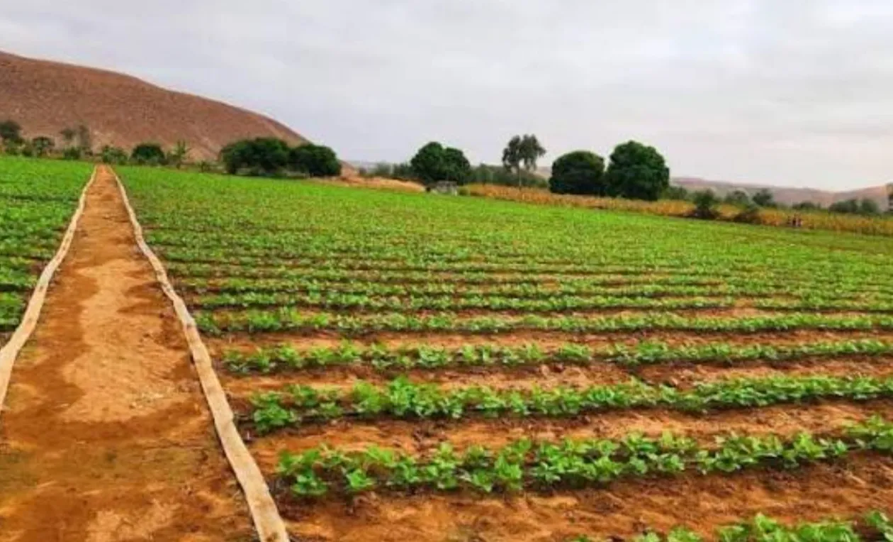 “Produção agrícola em crescimento pode elevar peso do sector no PIB”, diz engenheiro agrónomo