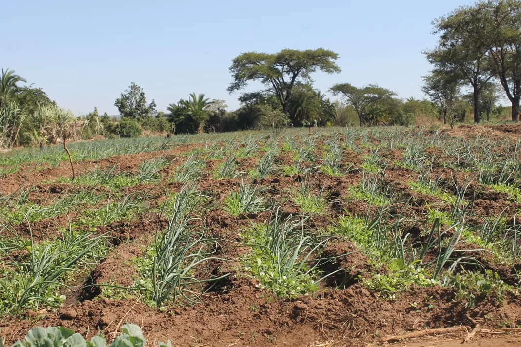 Plantas medicinais de Angola são um “diamante verde”, afirma especialista