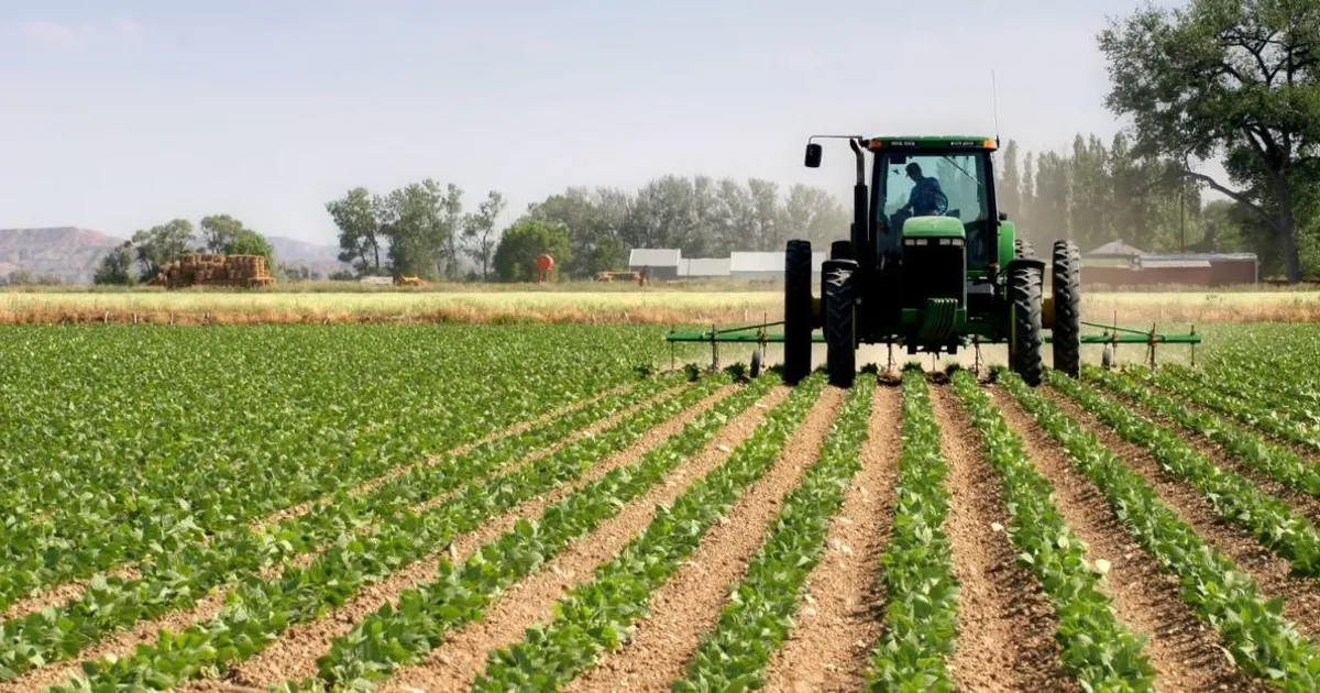 Governo apoia criação de pólos de produção agrícola em Malanje e Cuanza-Norte