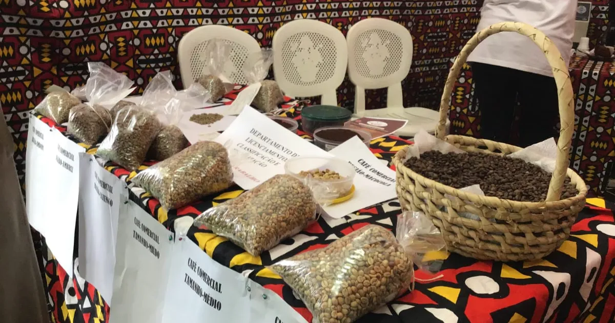 Aumento da produção de café em Angola atrai interesse da União Europeia