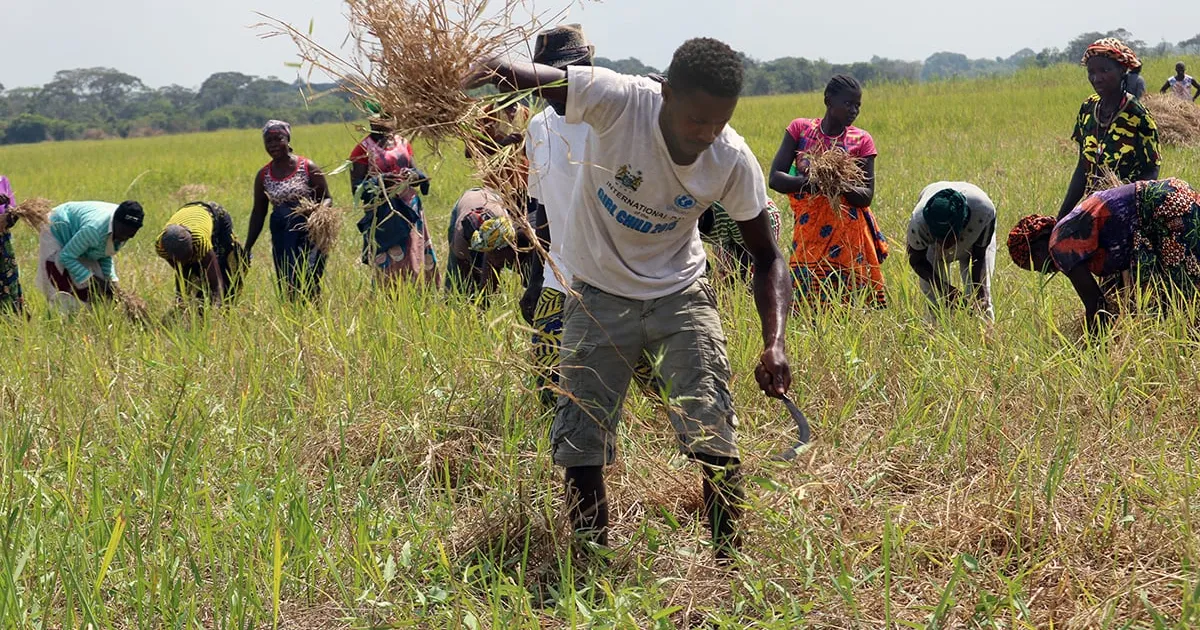 Especialista alerta para “capacitação de técnicos nacionais em matéria de agronegócio”