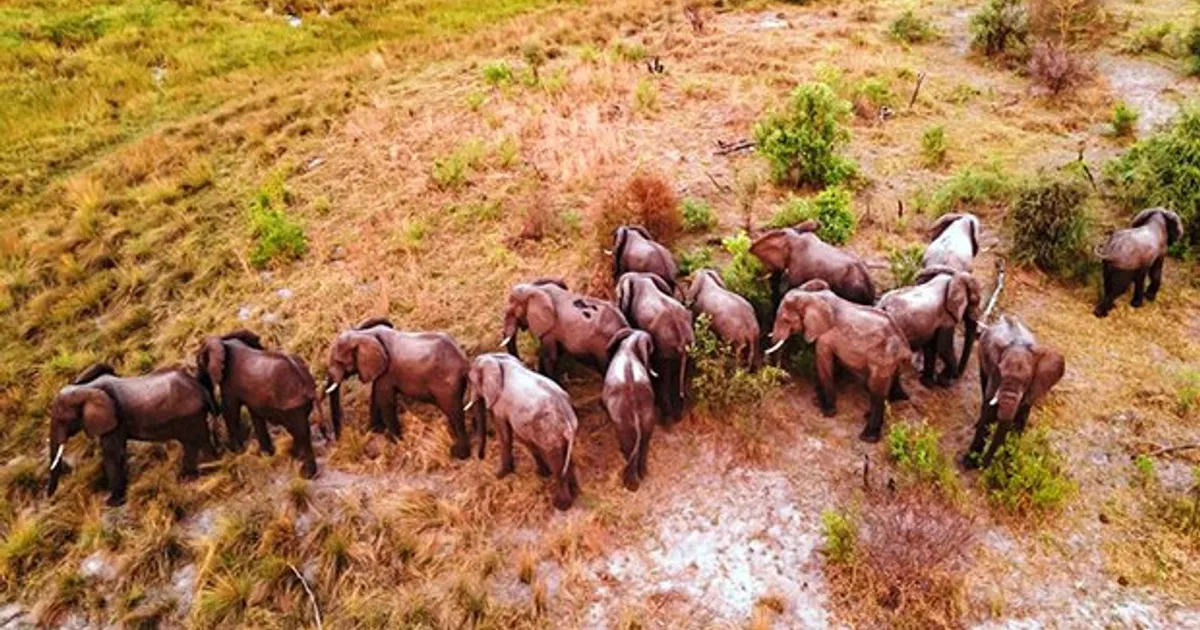 Parque do Luengue-Luiana precisa de mais 250 novos fiscais para travar caça furtiva