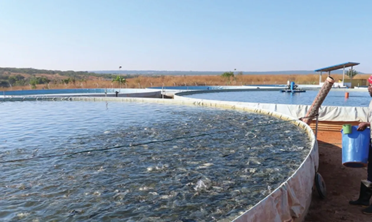 Ministra das Pescas aponta aquicultura como aposta para aumentar produção