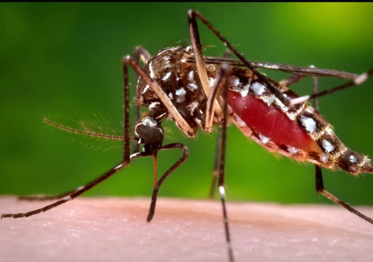 Portugal solta milhares de mosquitos que não picam para combater mosquito-tigre