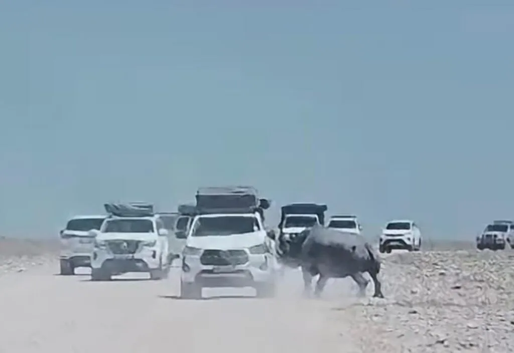 Namíbia: Rinoceronte ataca viatura de turistas no Parque Nacional de Etosha