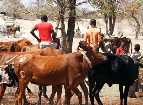 Doença desconhecida provoca morte do gado bovino no Huambo
