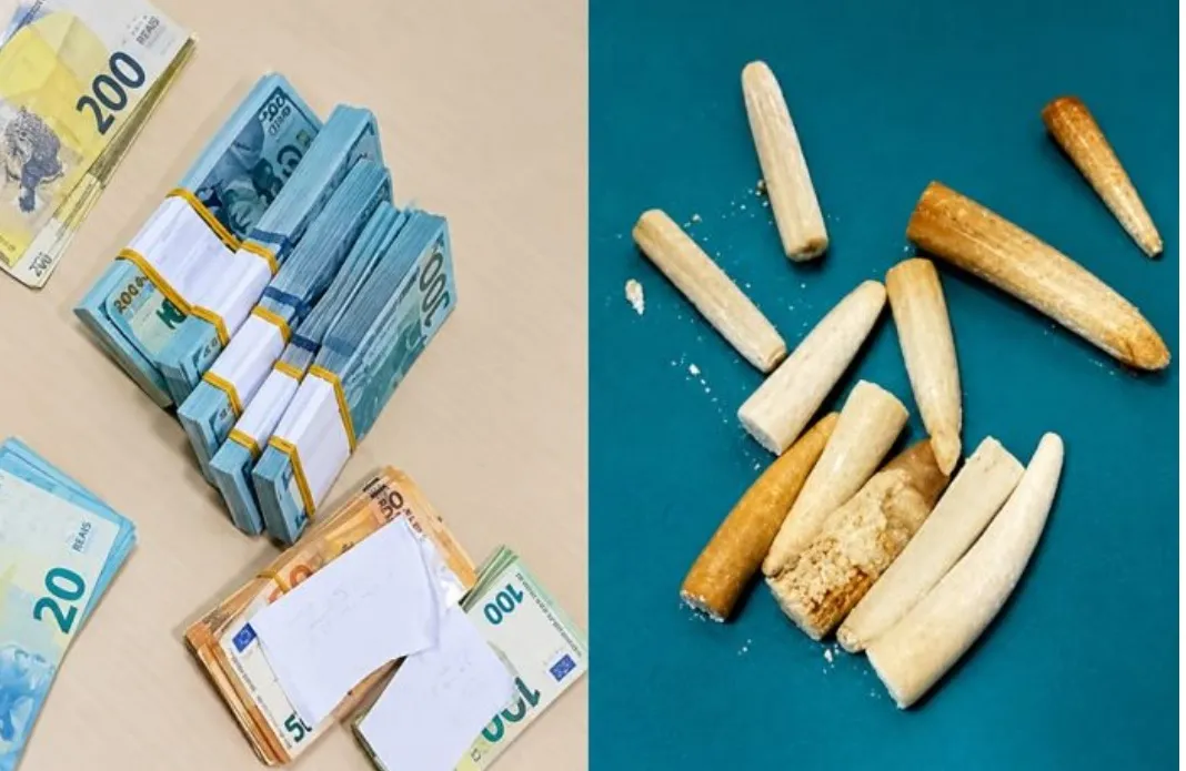 PN detém indonésio e angolano no AIAAN com 11 peças de marfim e 50 mil dólares