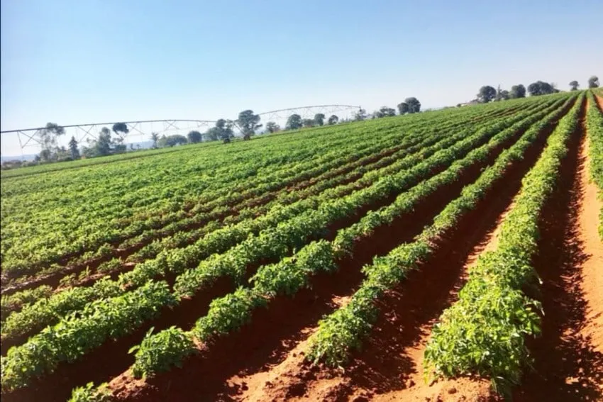 “Potencial agrícola de Angola depende da qualificação dos recursos humanos”, afirma especialista