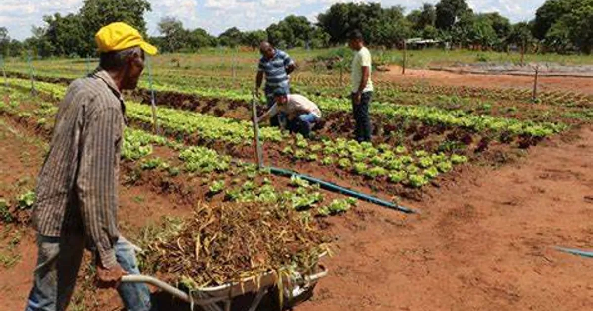 FADA com 800 milhões de kwanzas para cooperativas agrícolas no Cubango