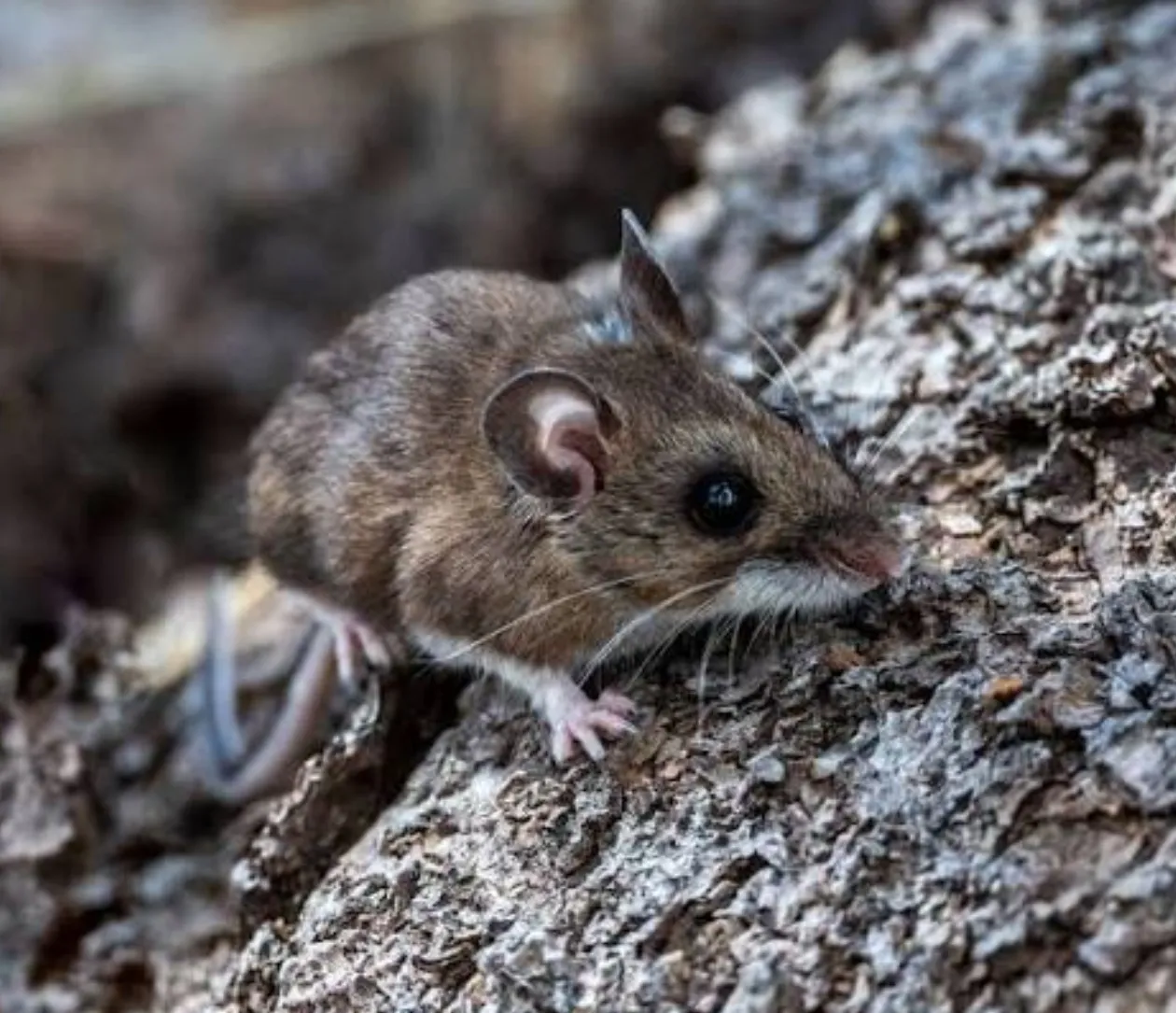 Surto de hantavírus é dado como encerrado, mas mistério sobre origem persiste