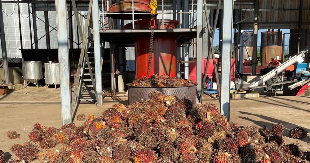Refinaria do Cuanza Norte processa 500 toneladas de óleo de palma por dia