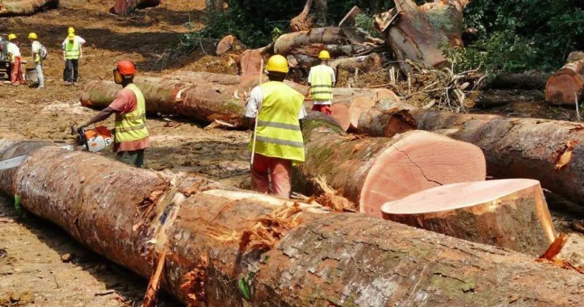 Detidos cidadãos chineses por alegado envolvimento na exploração ilícita de madeira