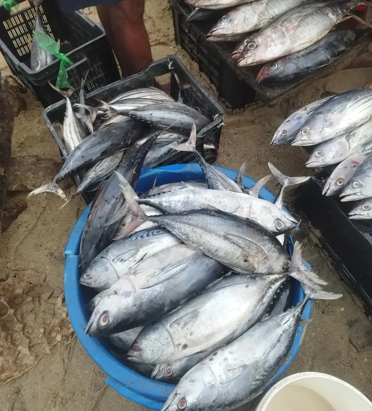 Intermediários são acusados de inflacionar preço do peixe no mercado da Mabunda