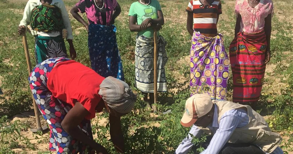 Agricultores defendem electrificação das zonas rurais para impulsionar a produção agrícola