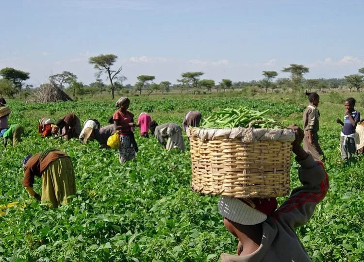 Angola regista aumento de mais de 8% na produção agrícola e ultrapassa 30 milhões de toneladas