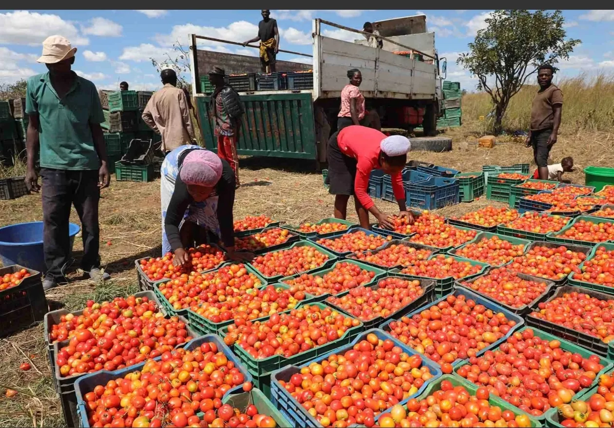 Agricultores em Benguela aprendem técnicas internacionais para aumentar rendimento do tomate