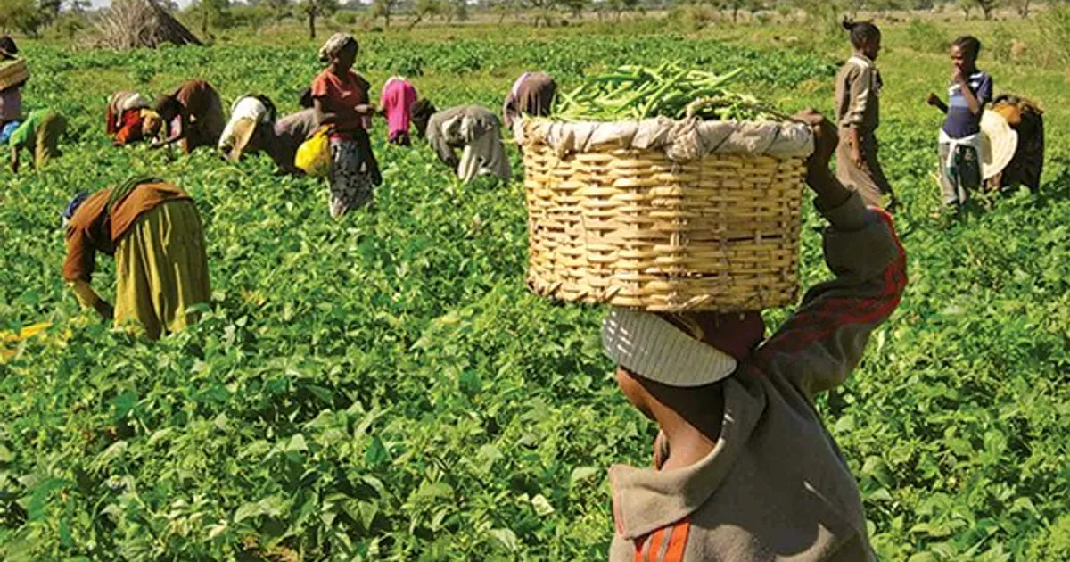 Modelo de gestão para fomento agrícola é excessivamente político, afirmam especialistas