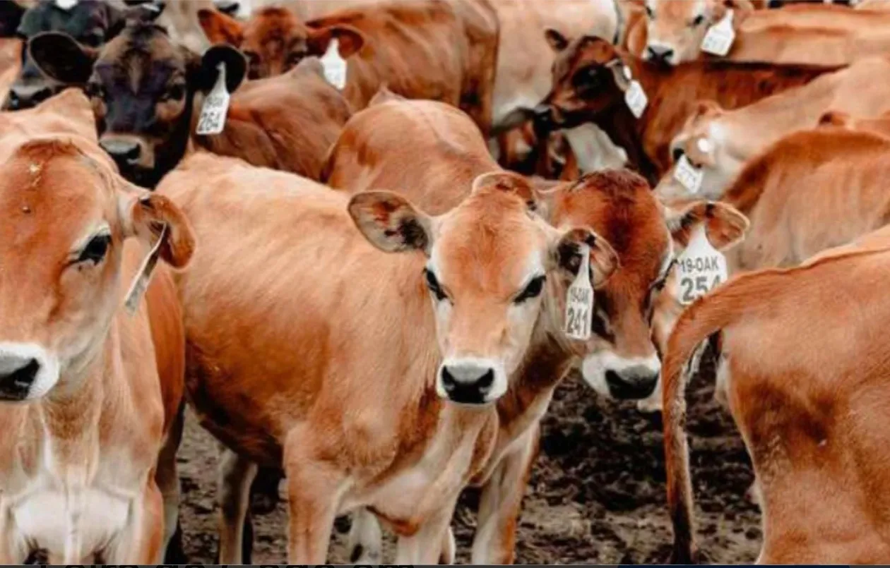 Expo Bié integra feira e leilão de gado com aposta na agropecuária