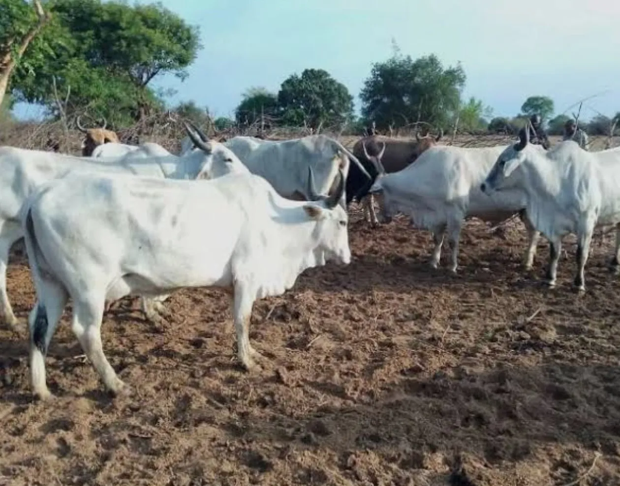 Criadores de gado querem construção de matadouros locais para promover empregos