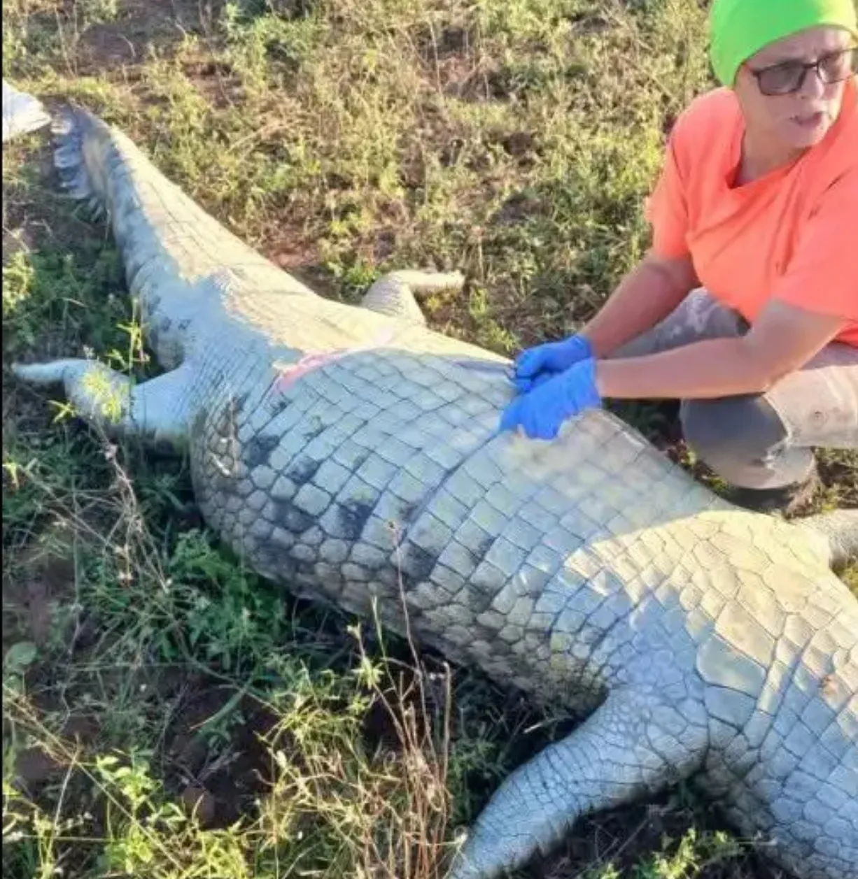 Corpo de empresário português encontrado dentro de crocodilo na África do Sul