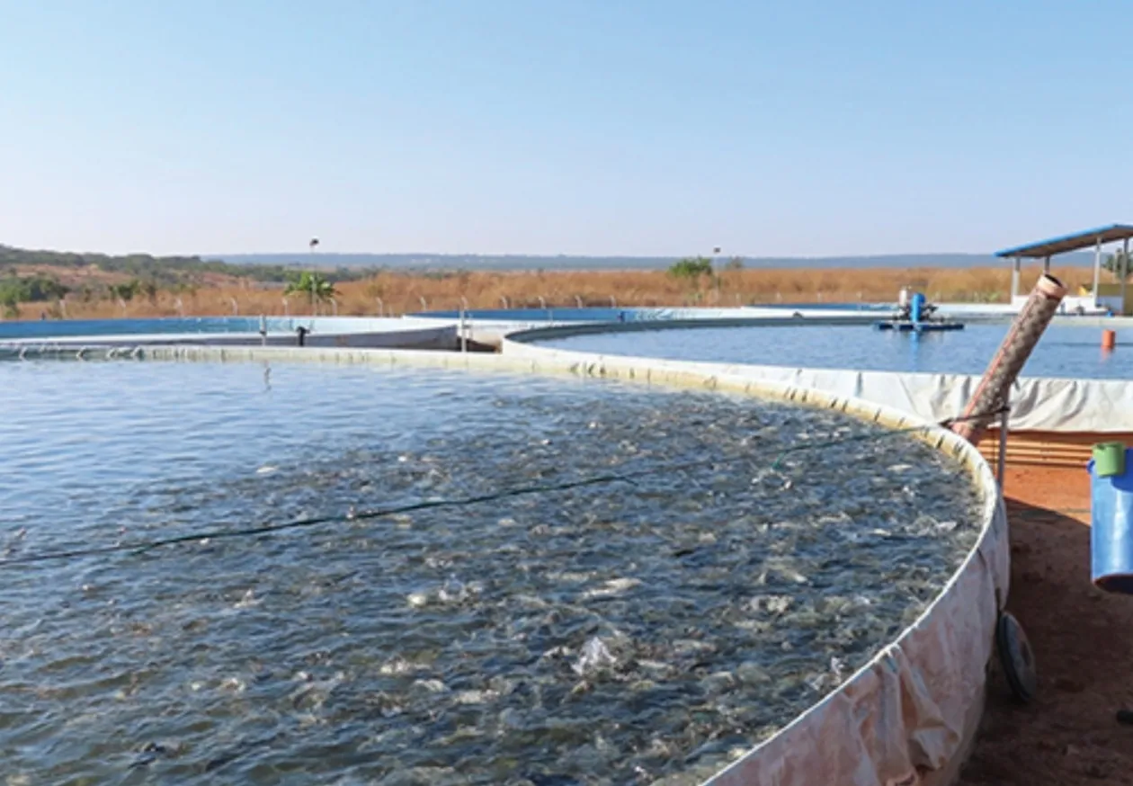 UNITA propõe rede nacional de aquicultura para aumentar produção de pescado