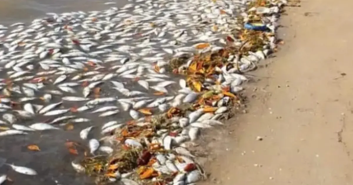 Peixes mortos voltam a surgir na costa dos Ramiros e autoridades investigam prática suspeita de descarte em alto mar