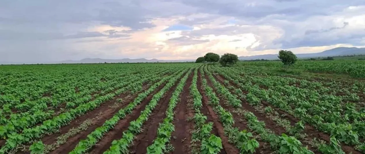 Angola tem 35 milhões de hectares aráveis, mas só 17,7% são cultivados