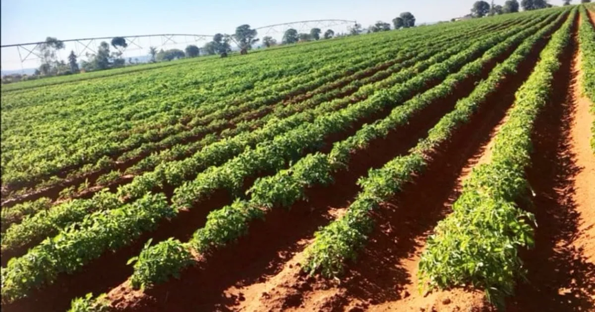Brasil diz que vai transferir tecnologia de produção agrícola para Angola