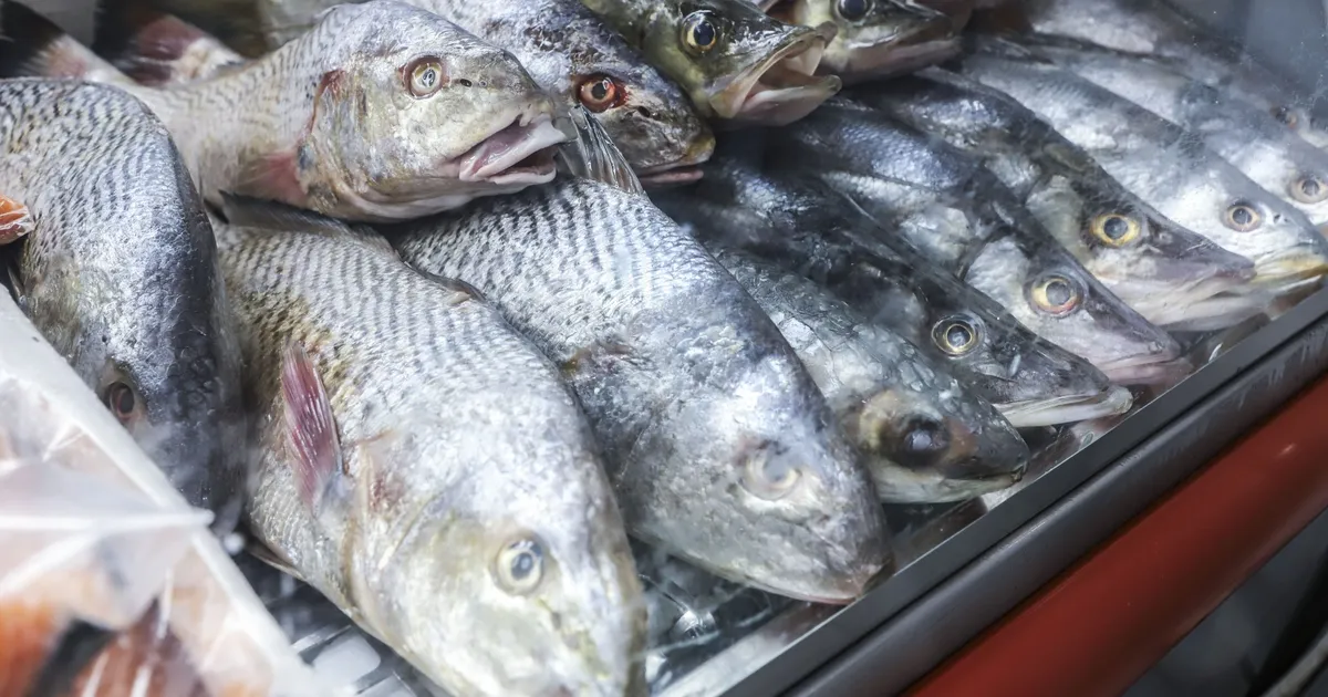 País precisa de mais de 800 toneladas de pescado para atender ao consumo