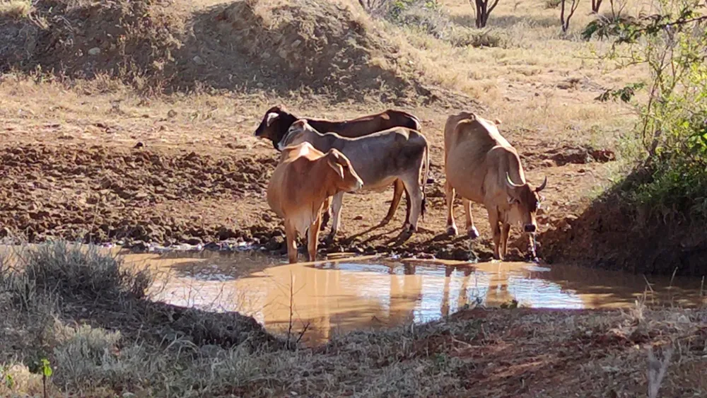 Criadores de animais queixam-se da escassez de alimento em época de cacimbo
