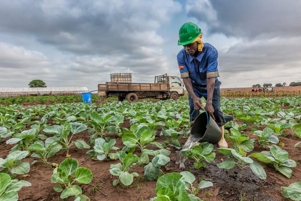 Especialista defende “recriação urgente do plano director do agro-negócio em Angola”