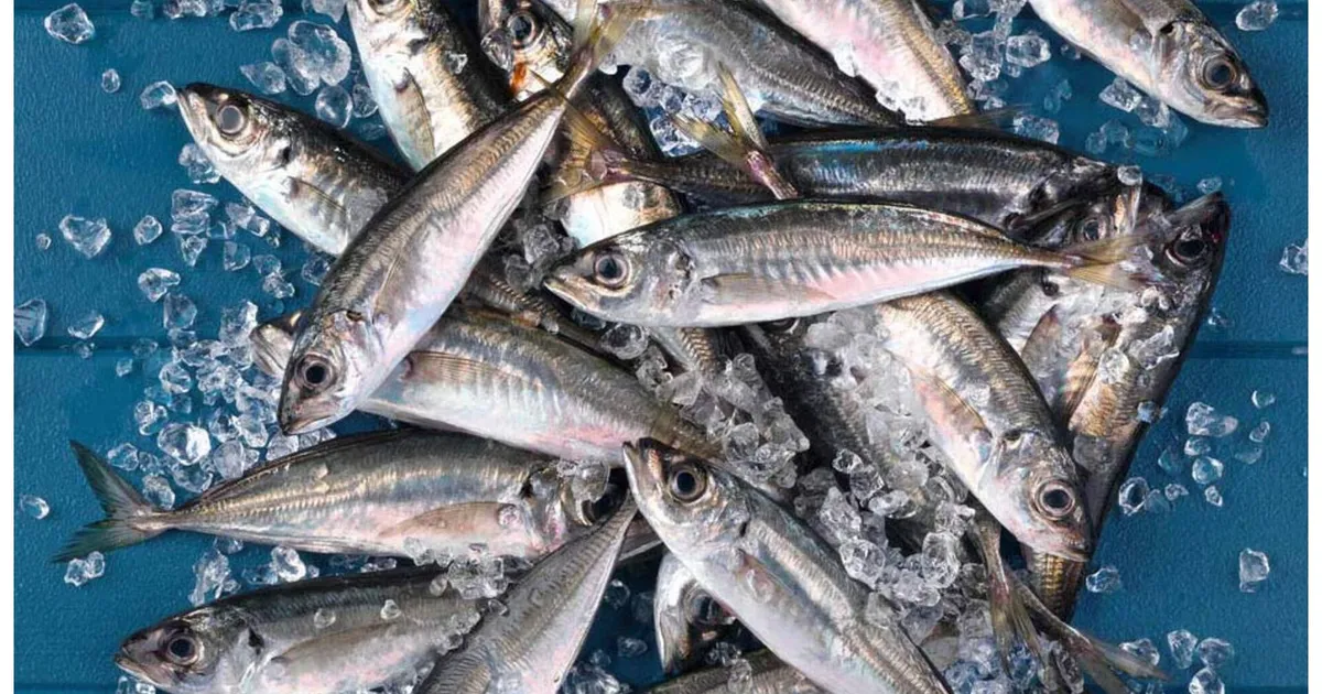 Benguela: ministra das Pescas exige números correctos de captura do pescado
