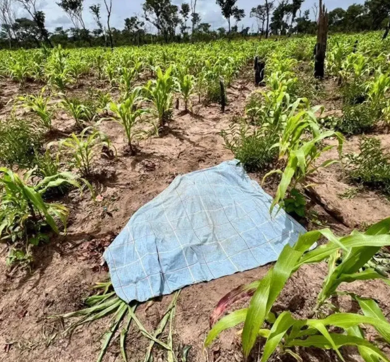 Explosão de engenho mata três crianças no Cubango
