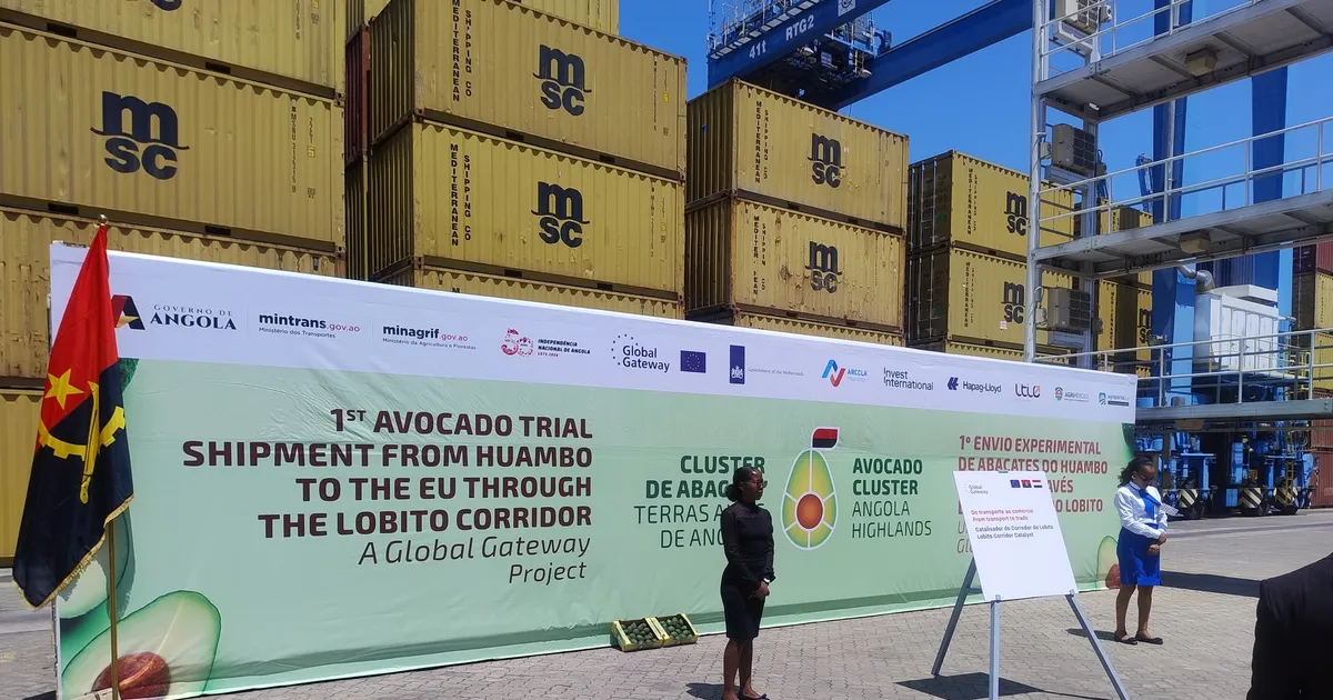 “Angola mostra ao mundo uma nova realidade”, diz Jorge Bengue sobre exportação de abacate