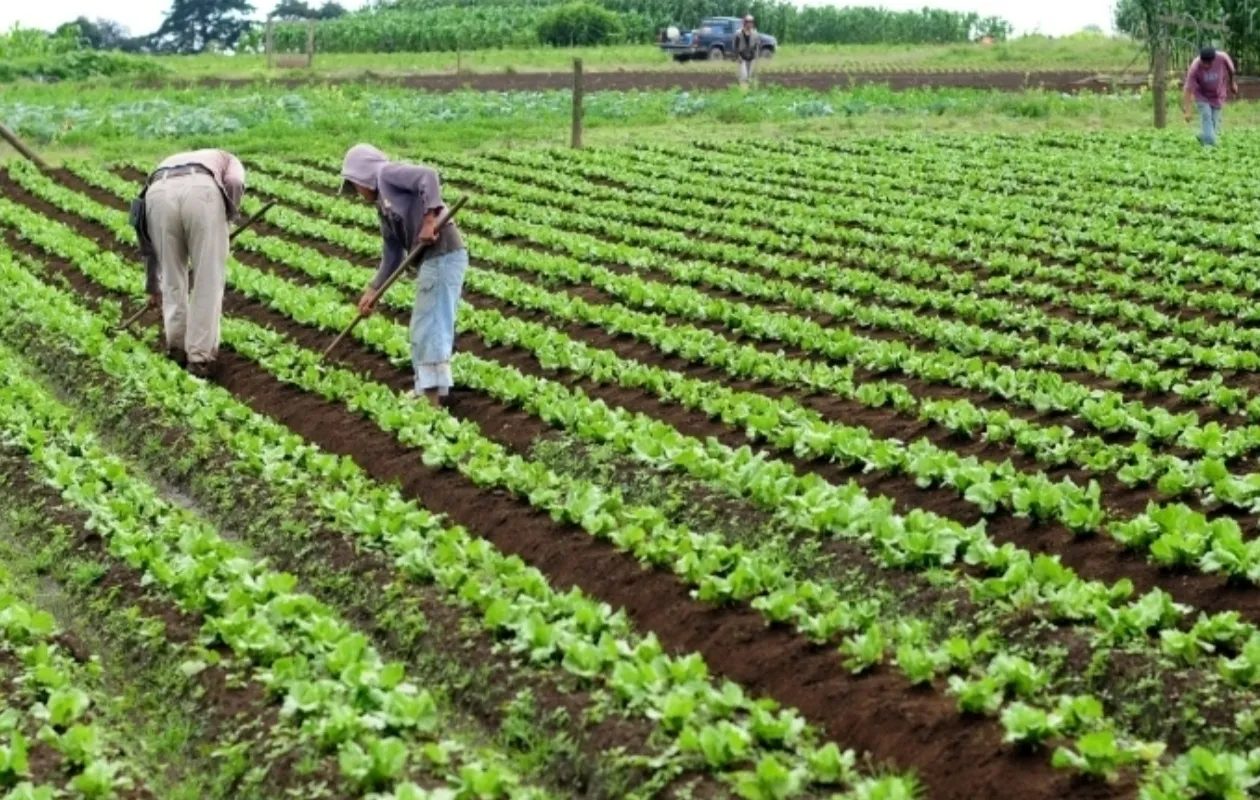 BDA recebe luz verde para reforçar crédito ao sector agro-pecuário