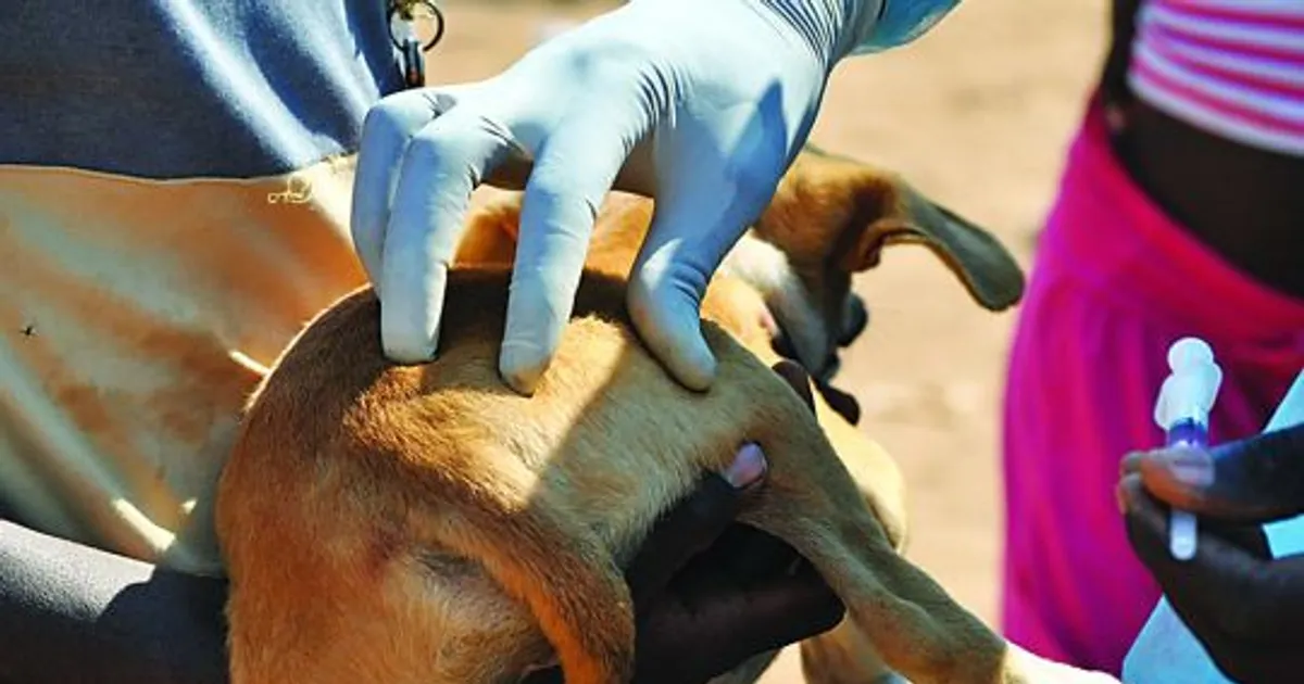 Malange: Vacinados mais de 11 mil animais contra raiva