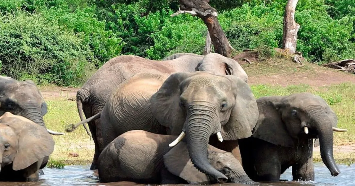 National Geographic anuncia identificação de mais de 270 novas espécies animais em Angola