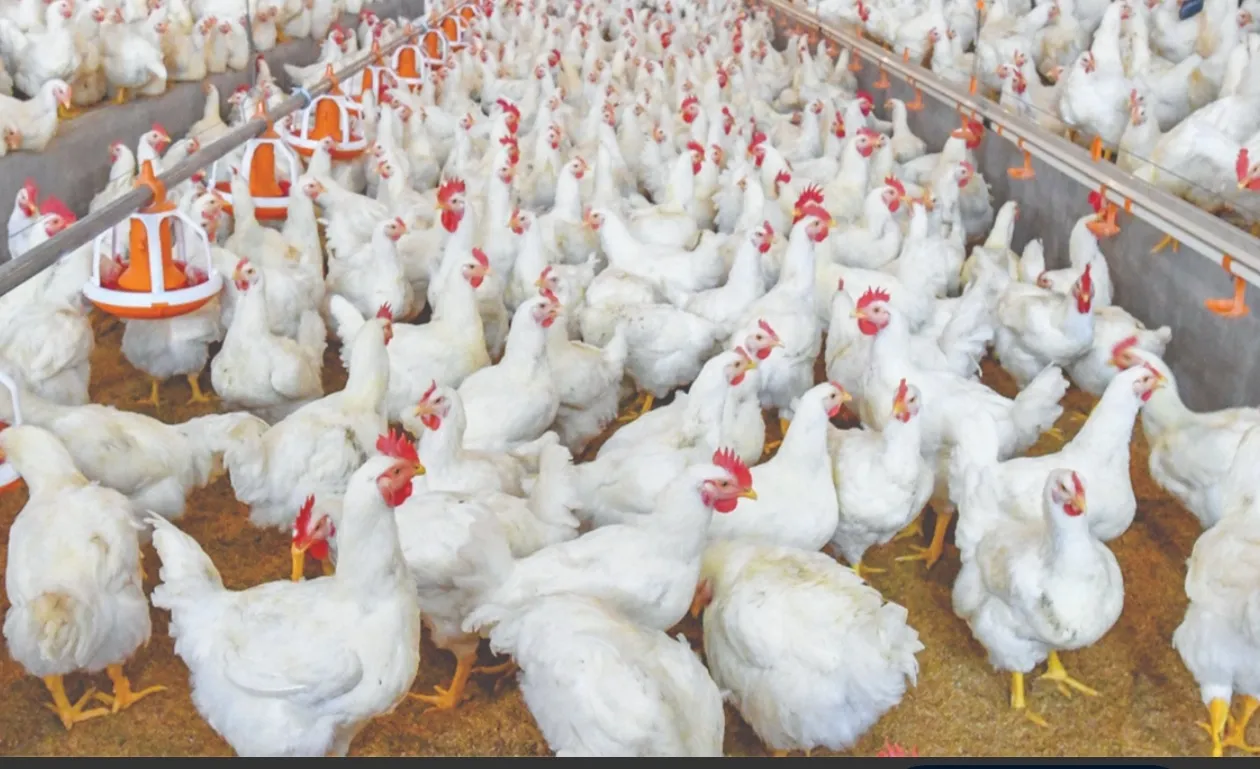 Criadores de frango em Angola dizem que falta apoio financeiro para aumentar produção