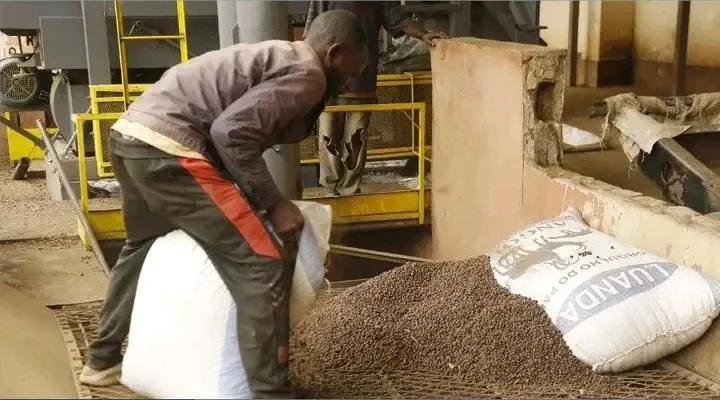 Desmantelada rede no Uíge que adulterava café com palha derretida