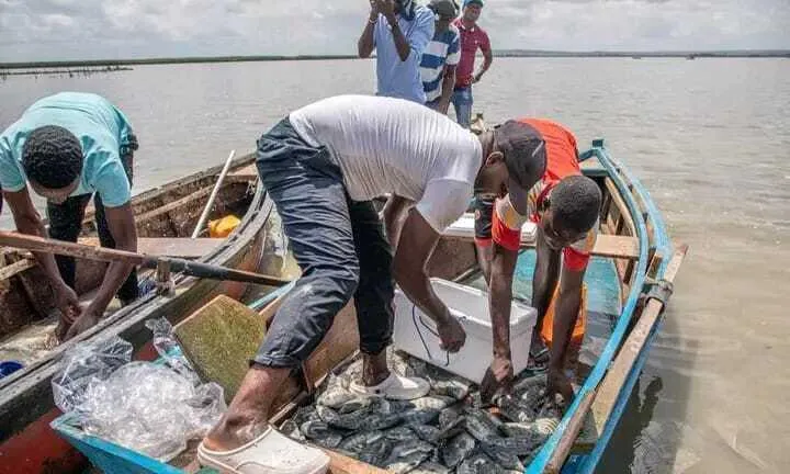 Ministério proíbe pesca de sardinha nos mares de Angola
