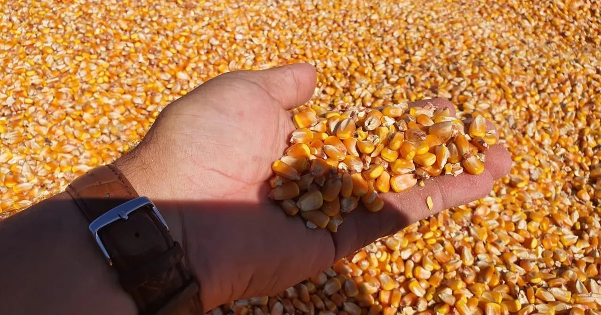 França quer ajudar na formação de quadro da agricultura do Huambo