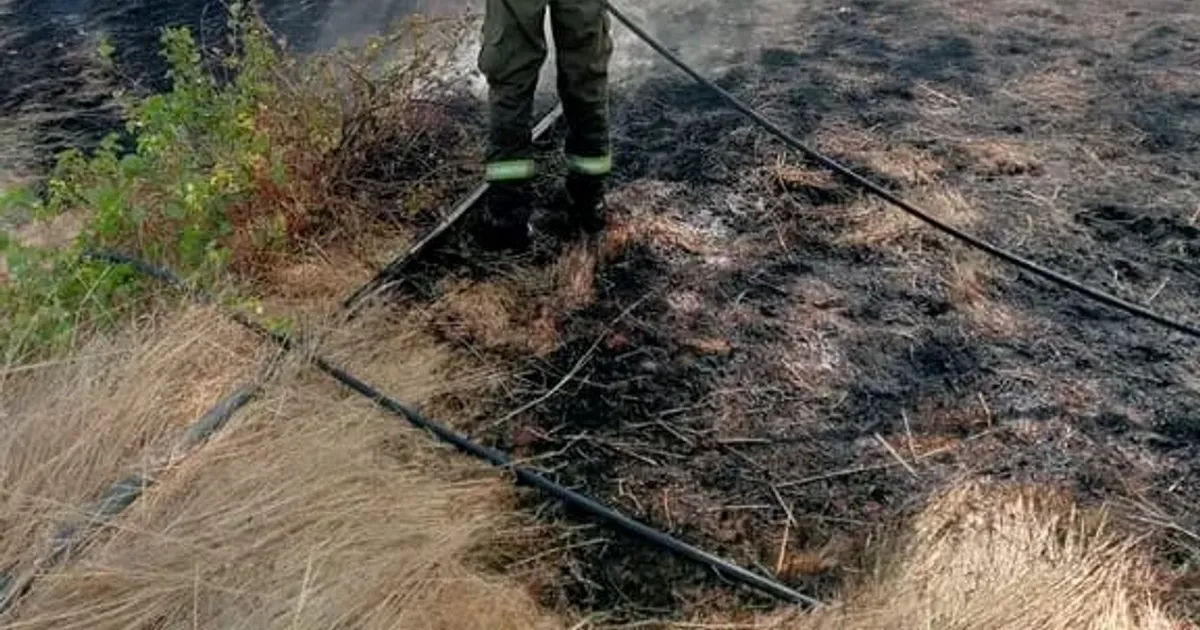 Sapadores florestais destacam combate à degradação ambiental e reflorestação como prioridades