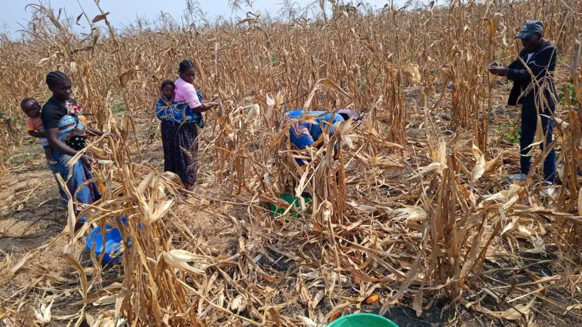 Produção de milho no Panguila supera marca de 100 mil toneladas